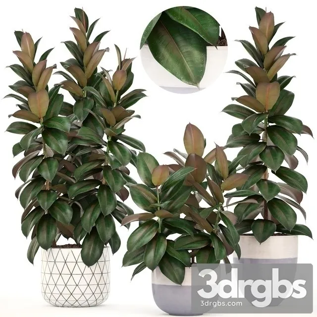 Ficus Elastica 3dsmax Download