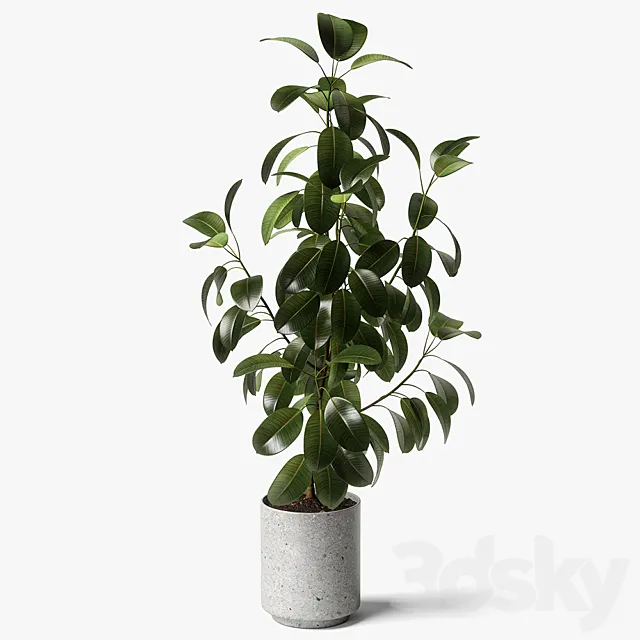 ficus elastica 3ds Max