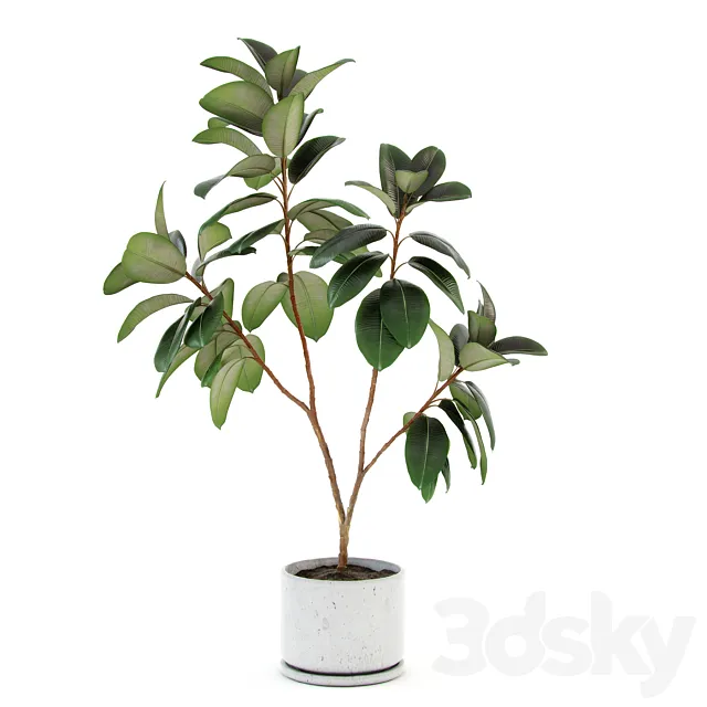 Ficus elastica decora (large) 3ds Max