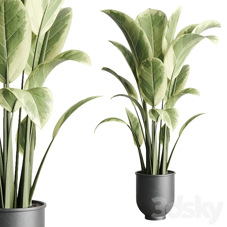 ficus elastica pot Indoor outdoor plant 229 concrete 3DS Max Model