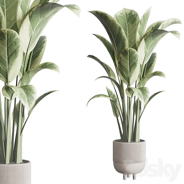 ficus elastica pot Indoor outdoor plant 296 concrete dirt vase 3DS Max Model