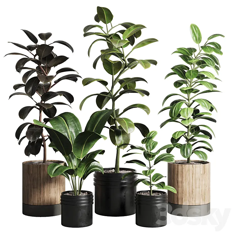 Ficus – Ficus rubbery plant 165_dirty wooden and plastic pots 3DS Max