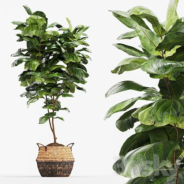 Ficus Fiddle Fig Leaf Wicker Pot Indoor Plant Set 3ds Max