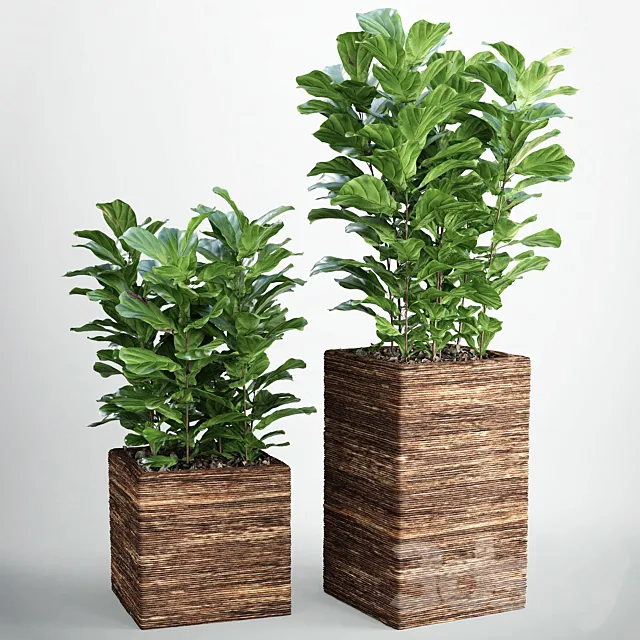 Ficus lyrata 3 3DSMax File