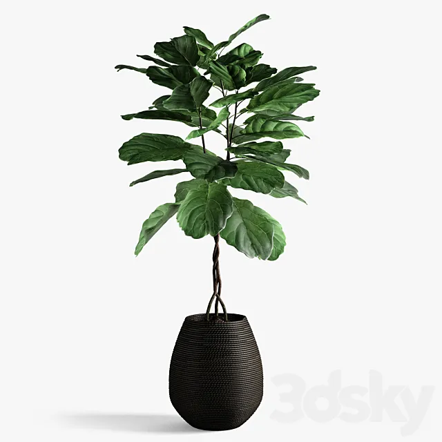 ficus lyrata 3DS Max Model