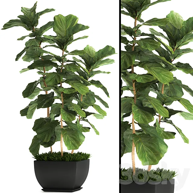 Ficus lyrata. 4. decorative office bush tree office plant pot 3ds Max