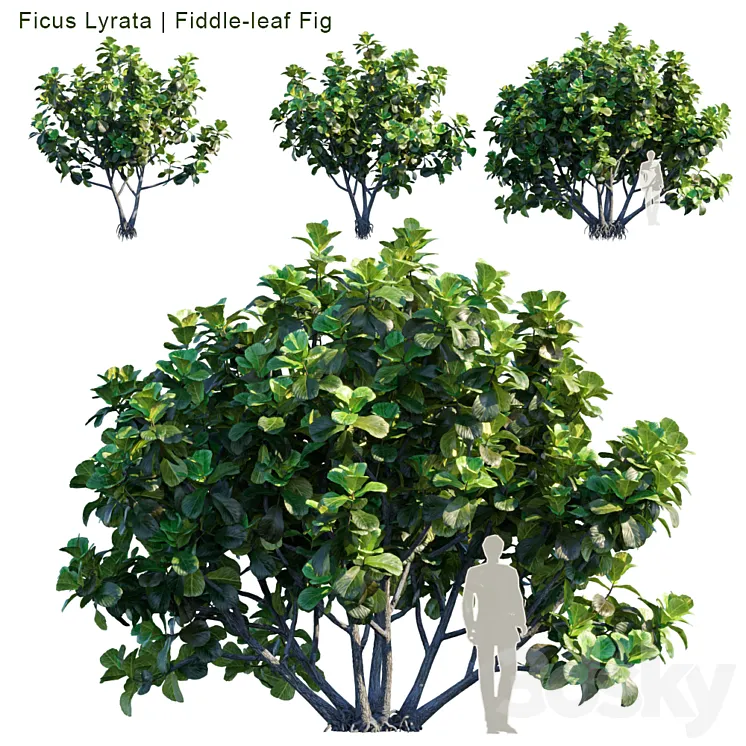 Ficus Lyrata | Feed-leaf fig 3DS Max