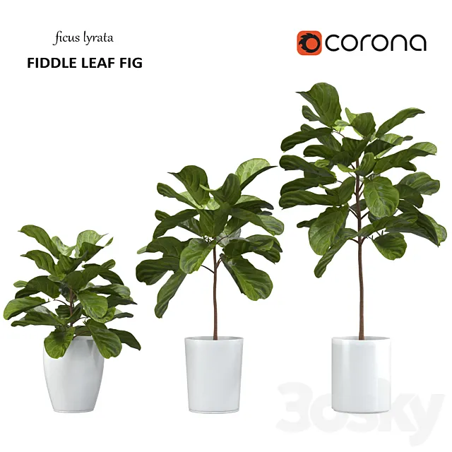 Ficus lyrata – Fiddle Leaf Fig 3ds Max