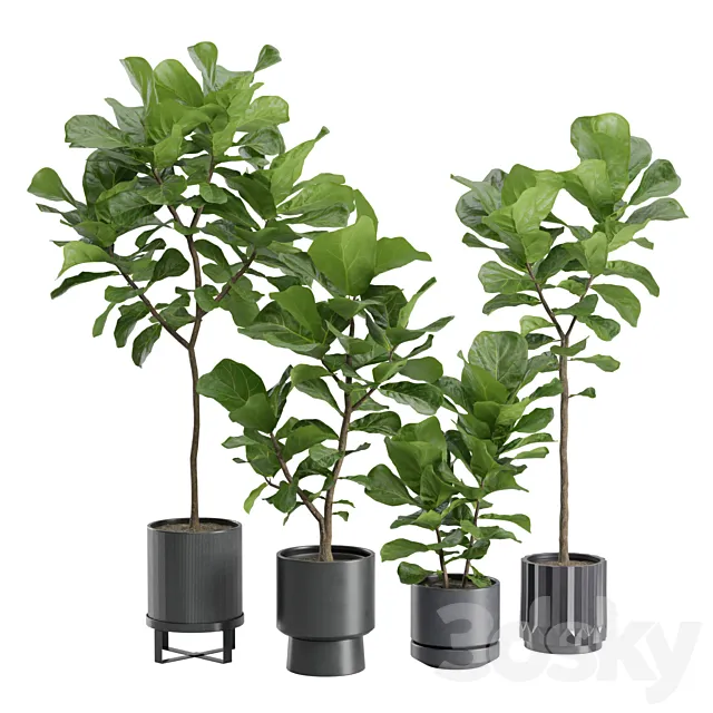 Ficus Lyrata in Dark Planters 3DS Max Model