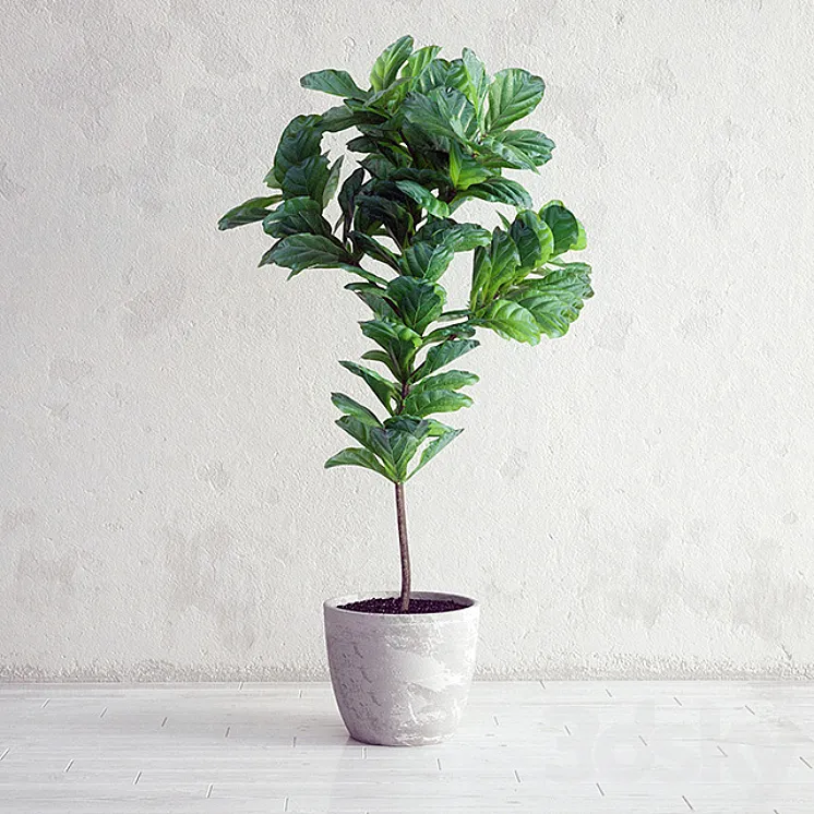 Ficus Lyrata – Interior Plant 3DS Max