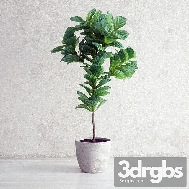 Ficus Lyrata Plant 3dsmax Download