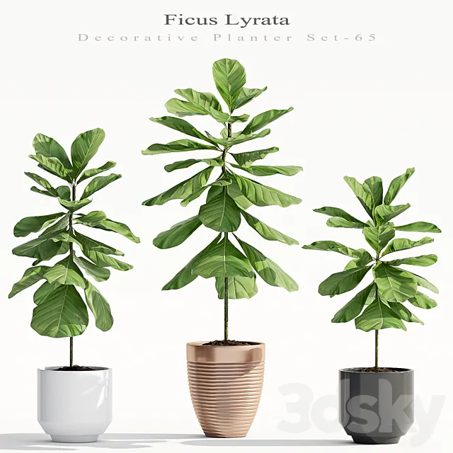 Ficus Lyrata (Plant 65) 3ds Max