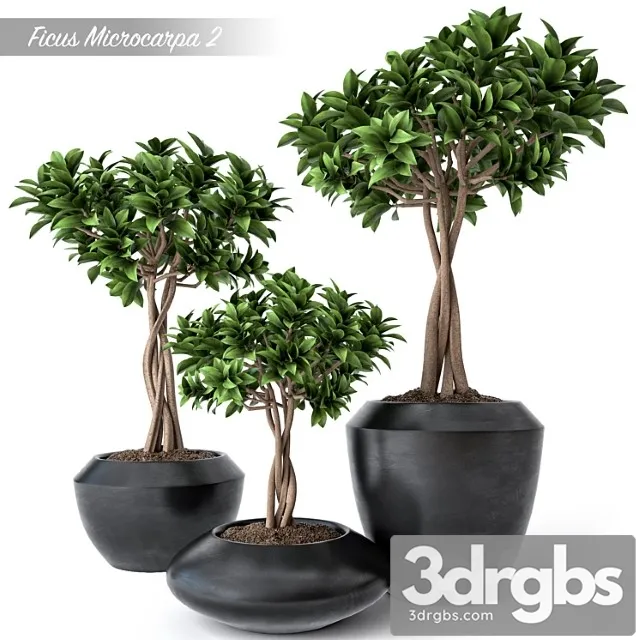 Ficus Microcarpa 2 3dsmax Download