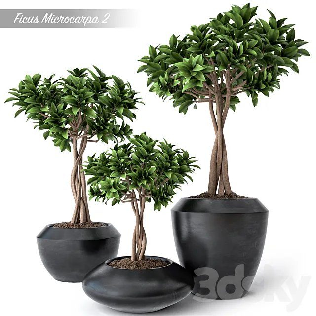 Ficus Microcarpa 2 3DS Max Model