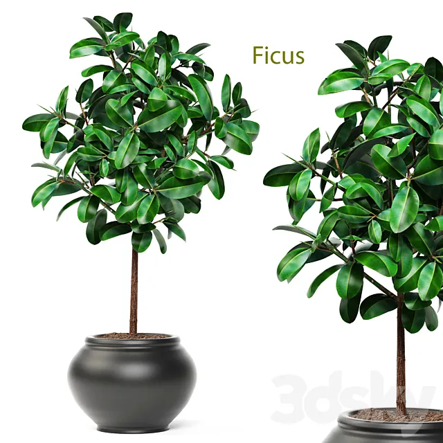 Ficus. ornamental tree. ficus. elastica. pink pot. flowerpot. interior. ficus abidjan 3DSMax File