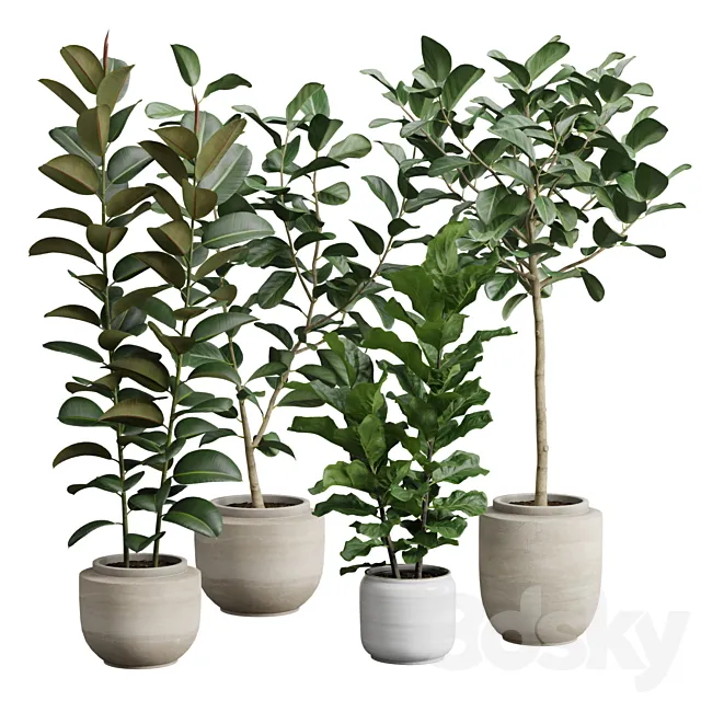 Ficus Pack 3ds Max