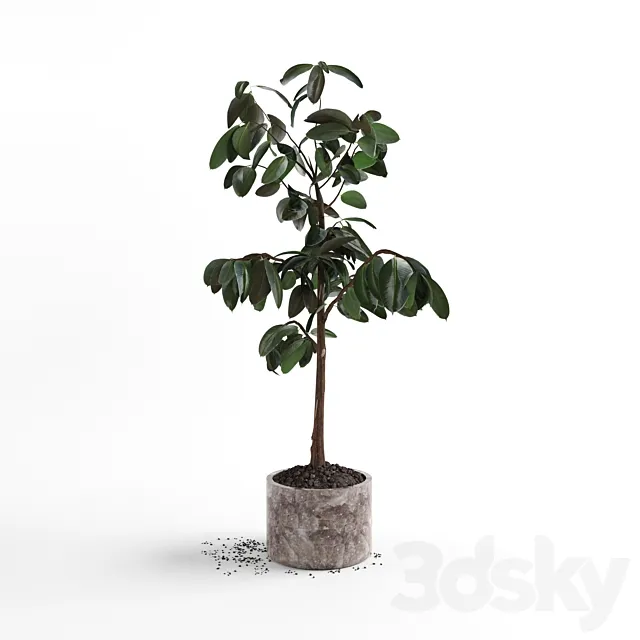 Ficus plant 3ds Max