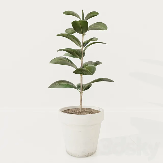 Ficus plant 3DSMax File