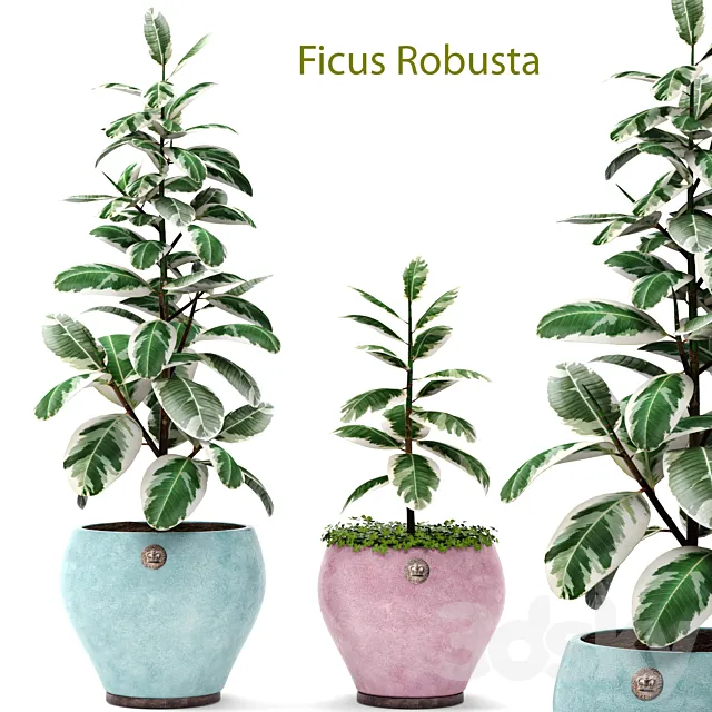 Ficus Robusta set 1. Ficus robusta elastica decorative indoor interior 3ds Max