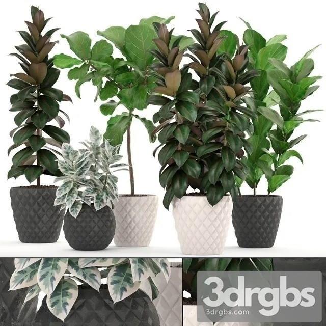 Ficus Set 1204 3dsmax Download