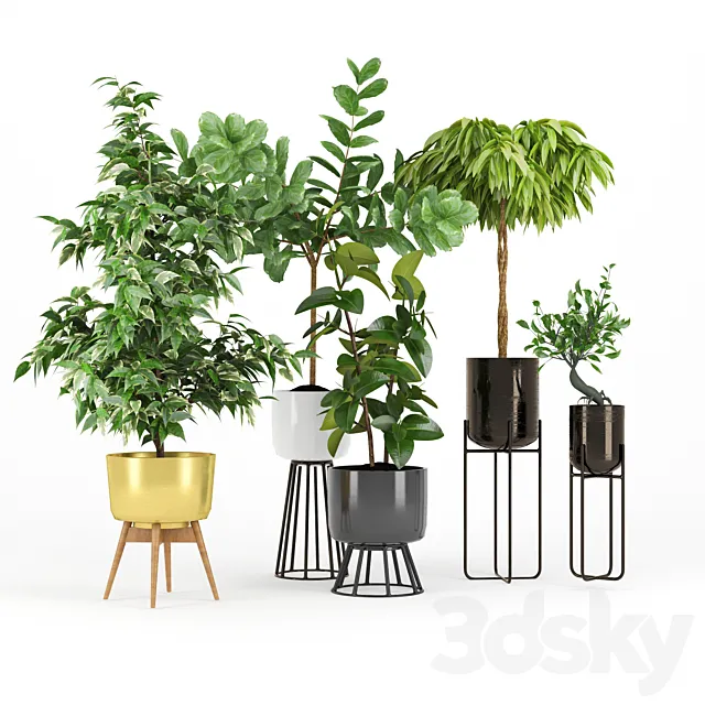 Ficus Set two 3ds Max