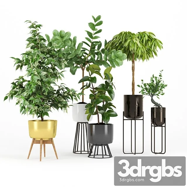 Ficus set two
