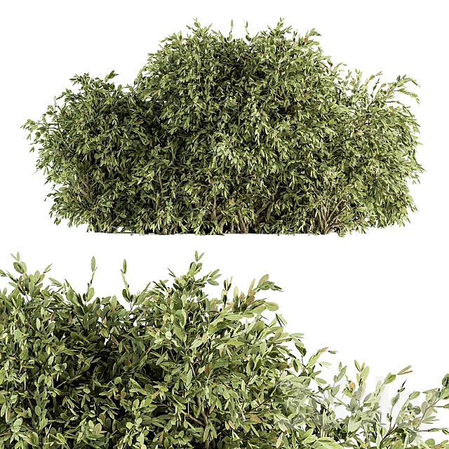 Ficuss Bush – Bush Set 13 3ds Max