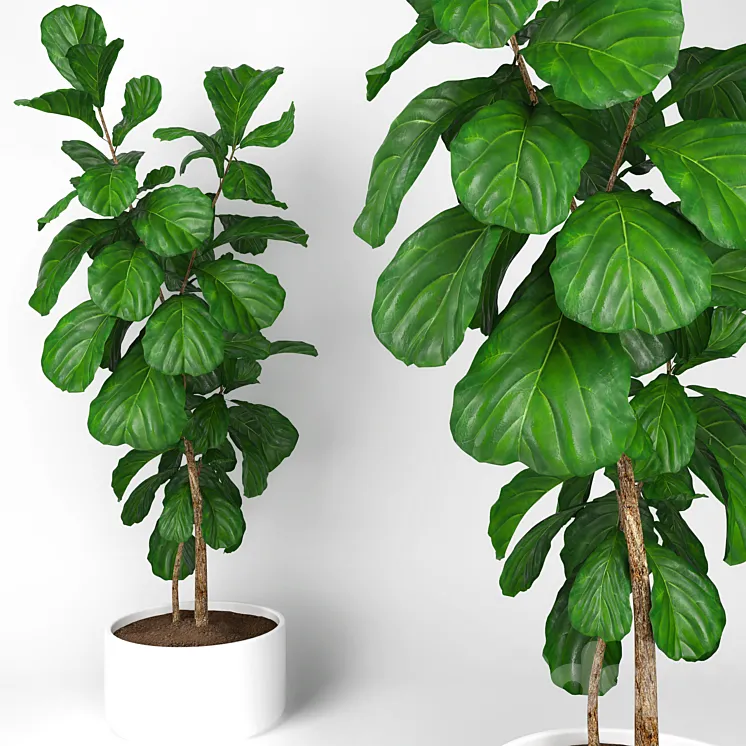Fiddle leaf fig tree 3 3DS Max