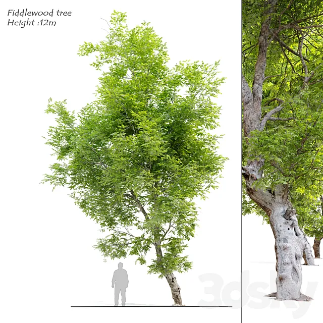 Fiddlewood tree_2 3DSMax File