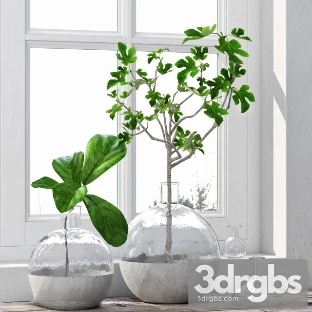 Fig Plant 3dsmax Download