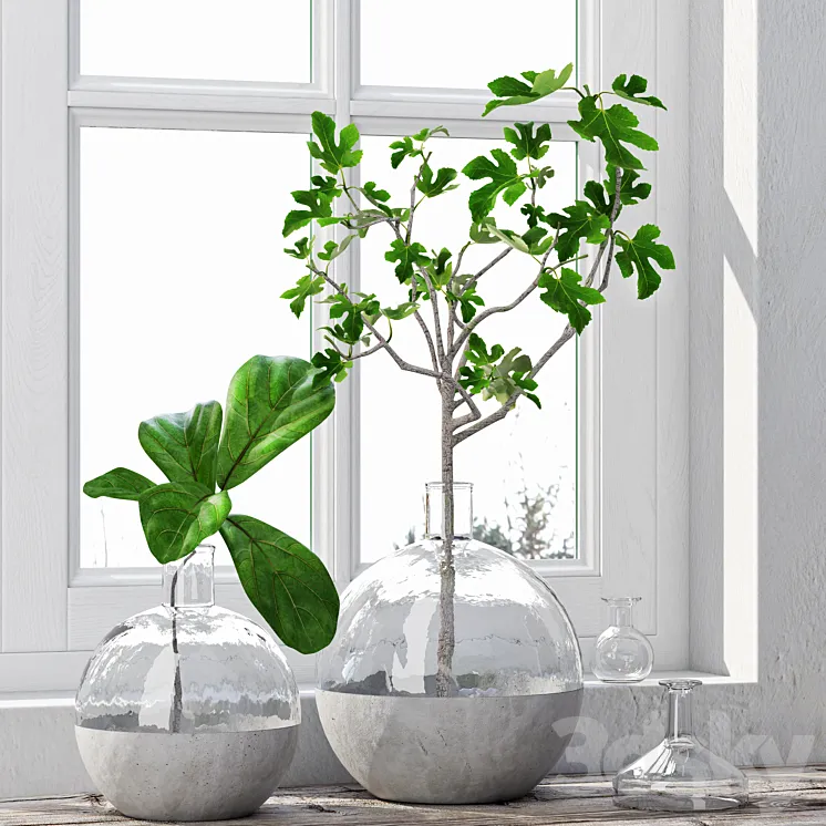 Fig Plants 1 3DS Max