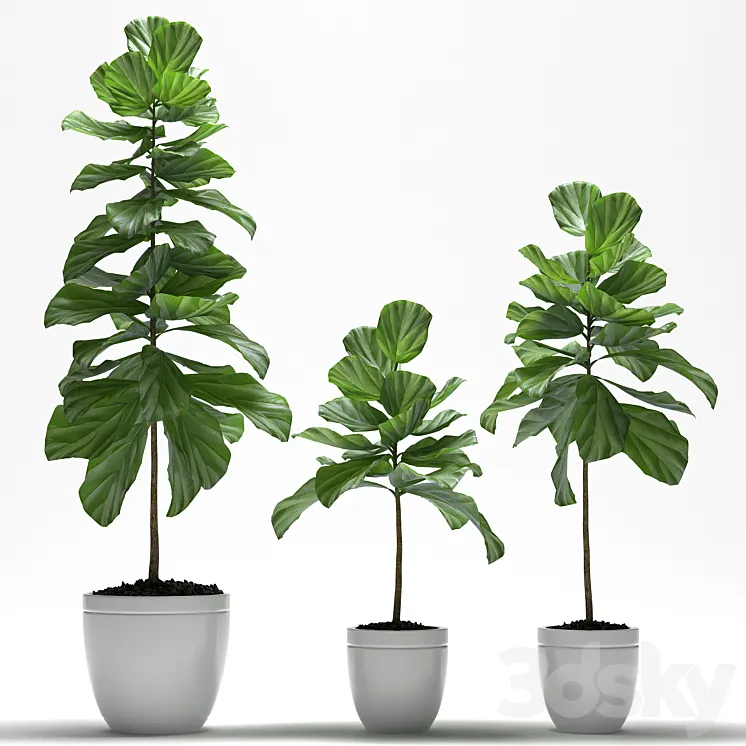 FIG PLANTS 3DS Max