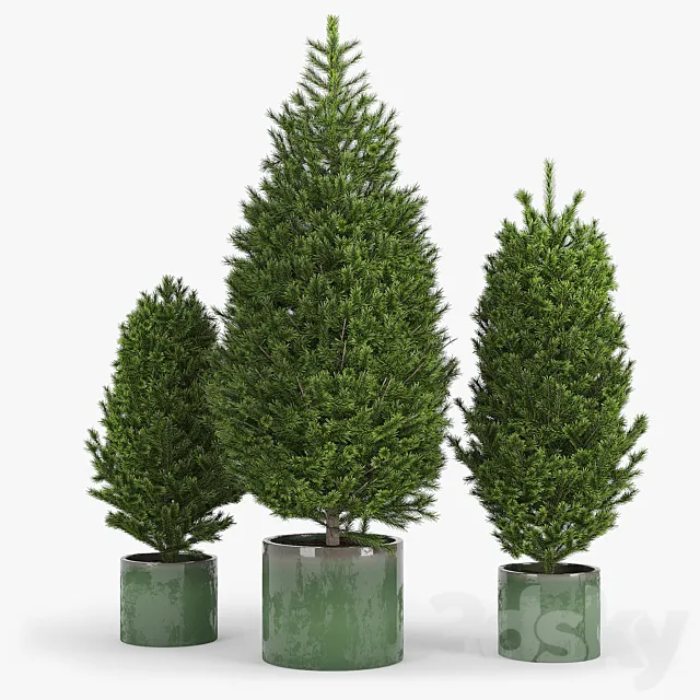 Fir tree fir 3DS Max Model