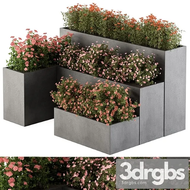 Flower box – outdoor plants 436