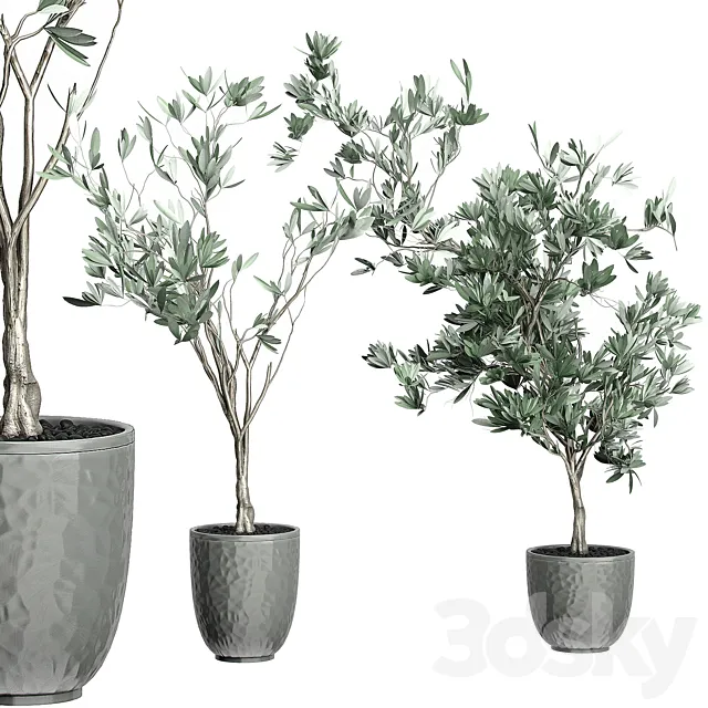 Flower Pack 122 – Olive Tree 3DS Max Model