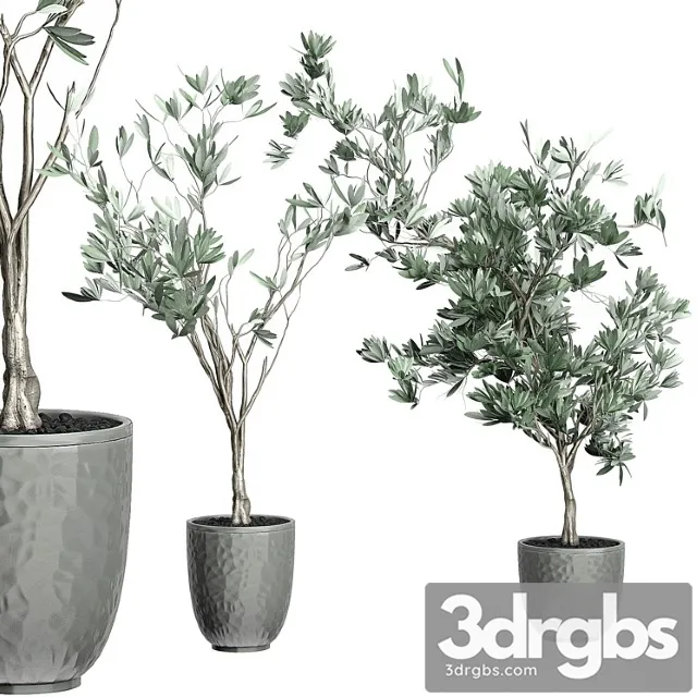 Flower pack 122 – olive tree