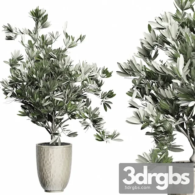 Flower pack 123 – olive tree