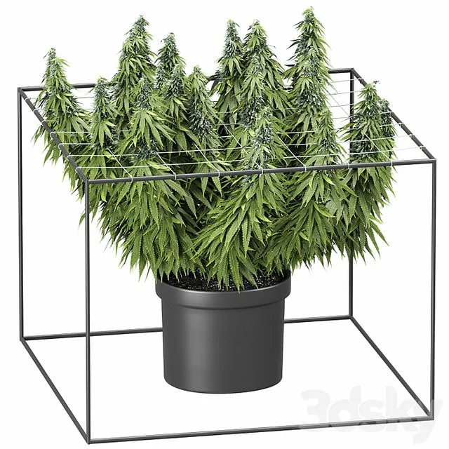 FLOWER PACK 251С Cannabis 3dsMax Model