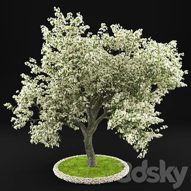 Flowering Apple Tree 3DS Max Model