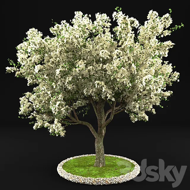 Flowering Apple Tree 3ds Max