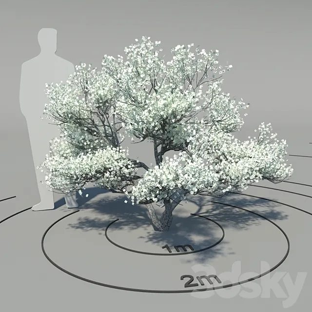 Flowering dogwood (Cornus florida) 3ds Max