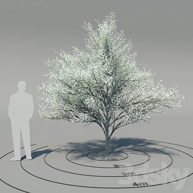 Flowering dogwood (Cornus florida) 3DS Max Model