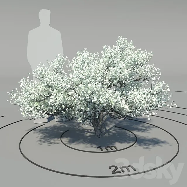 Flowering dogwood (Cornus florida) 3ds Max