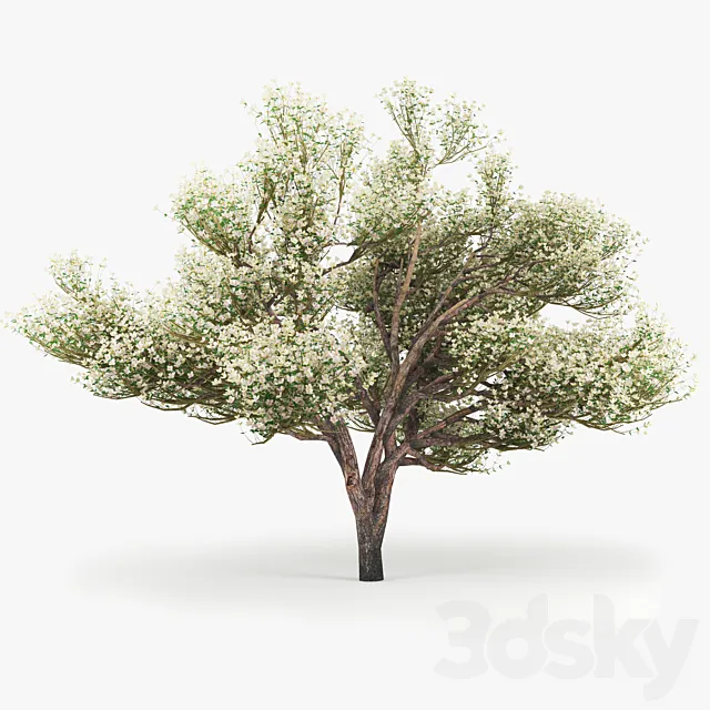 Flowering_Apple_Tree 3DSMax File