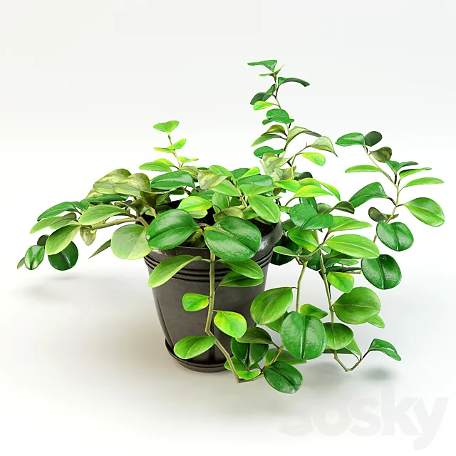 flowerpot peperomiya – Peperomia 3DSMax File