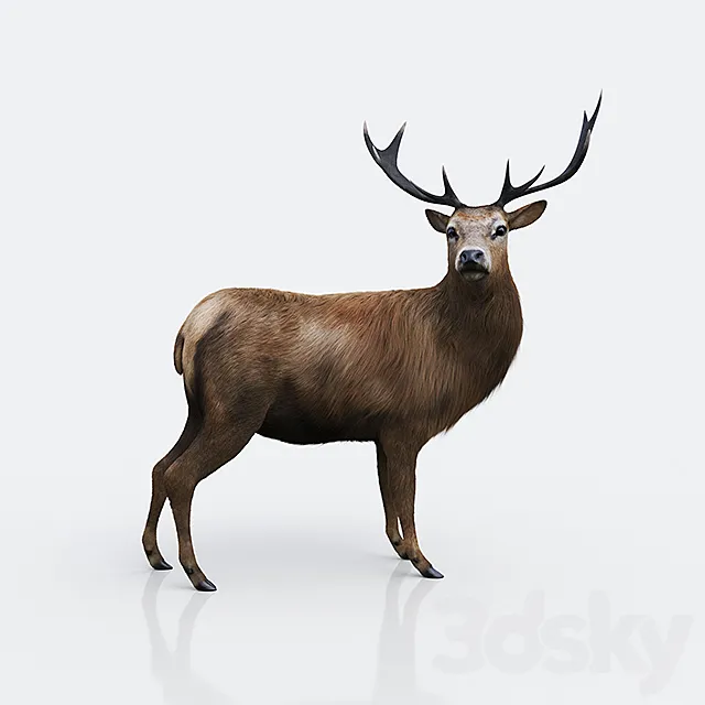 Forest deer 3ds Max