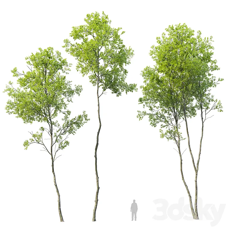 Forest trees set 04 3DS Max Model