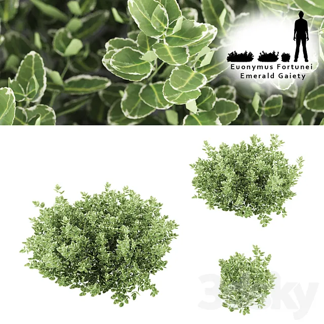 Fortescu bushes | Euonymus Fortunei Emerald Gaiety 3DS Max Model