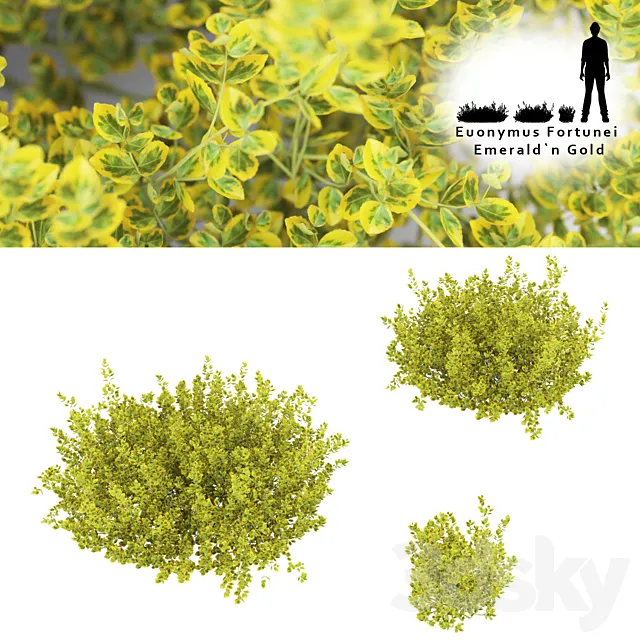 Fortescu bushes | Euonymus Fortunei Emerald`n Gold 3ds Max