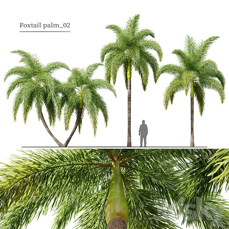 Foxtail Palm 02 3DS Max Model